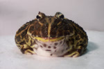 HornyToad's Avatar