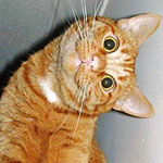 designerscode's Avatar